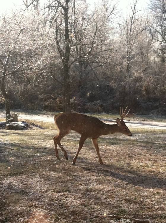 This buck showed up in our front yard. December 2013.
